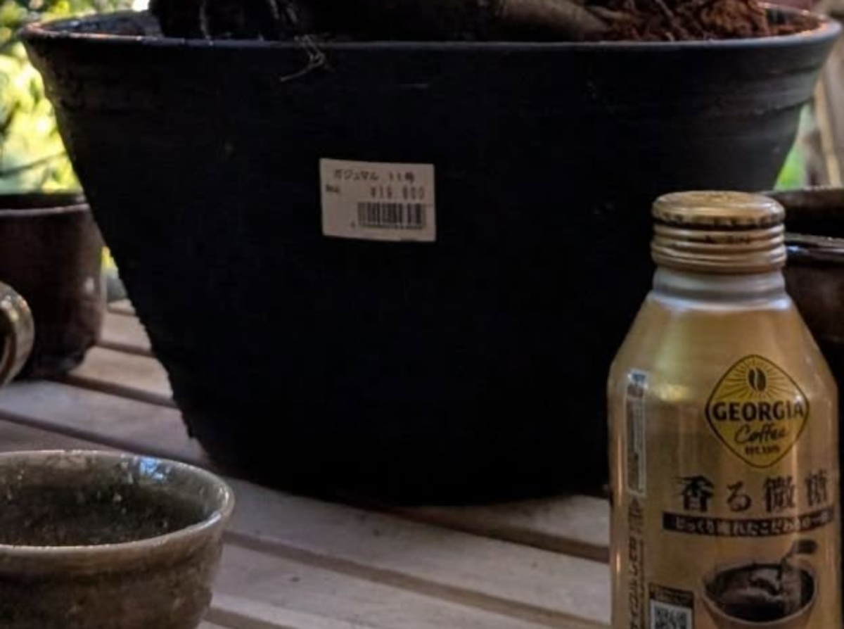 ホームセンターで見かけた“1万9800円”の植物→一度は見送ったが忘れられず……　圧巻の姿に「なんか、貫禄が…w」「夜とか動いてそう」（1/3） | その他生き物 ねとらぼ