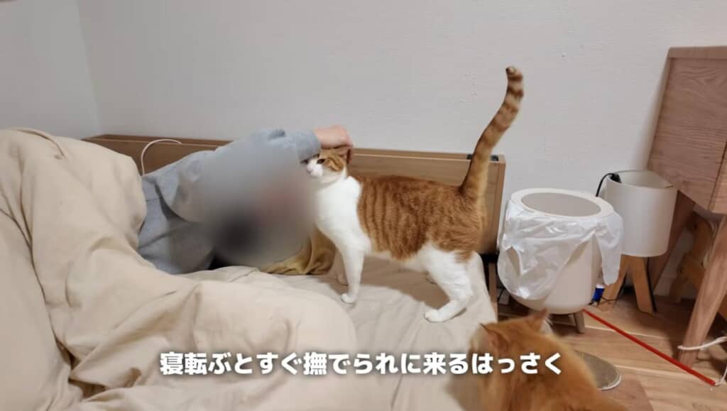 早速甘えに来るはっさくくん