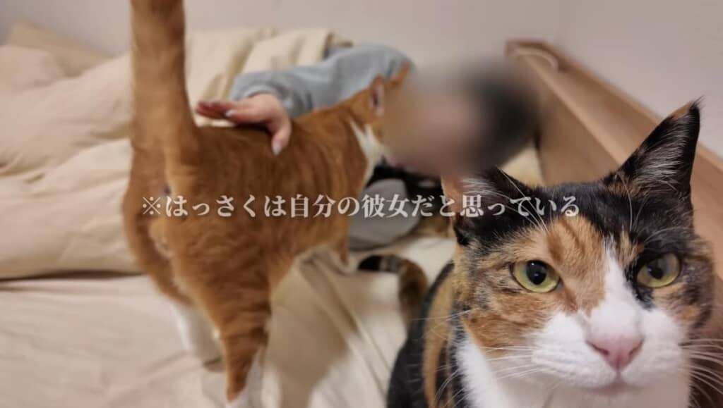 次々にやって来る猫ちゃんたち