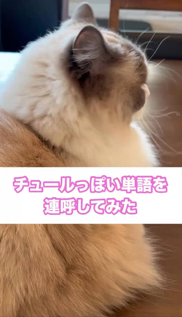 愛猫に「チュールっぽい単語」を連呼してみた