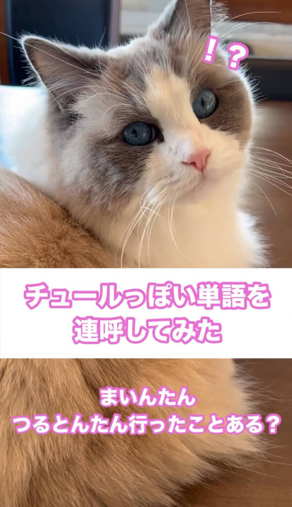 つるとんたんと聞いて振り向くまいんちゃん