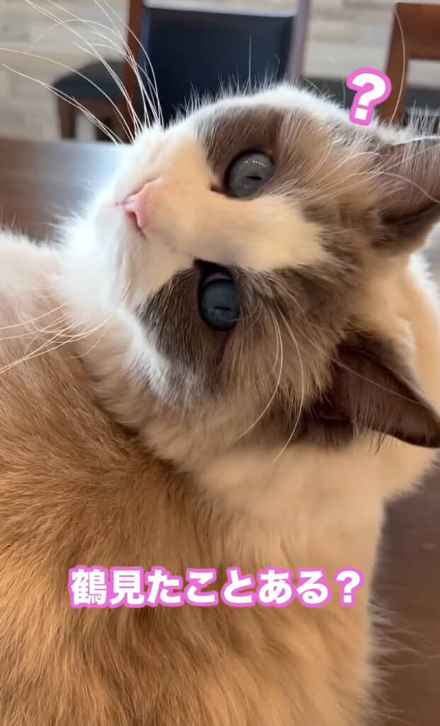 不思議そうに首をかしげる