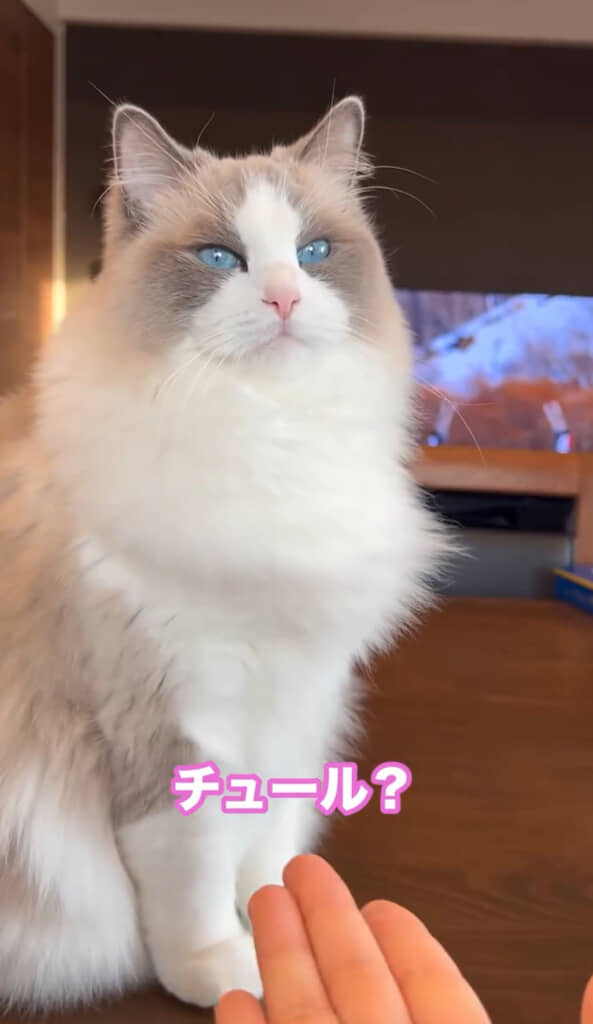 ついに「チュール」の言葉が
