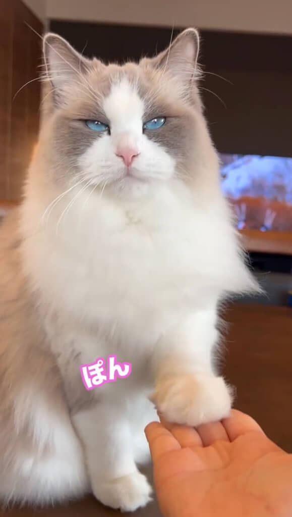 このあとおいしくいただいたまいんちゃんでした◎