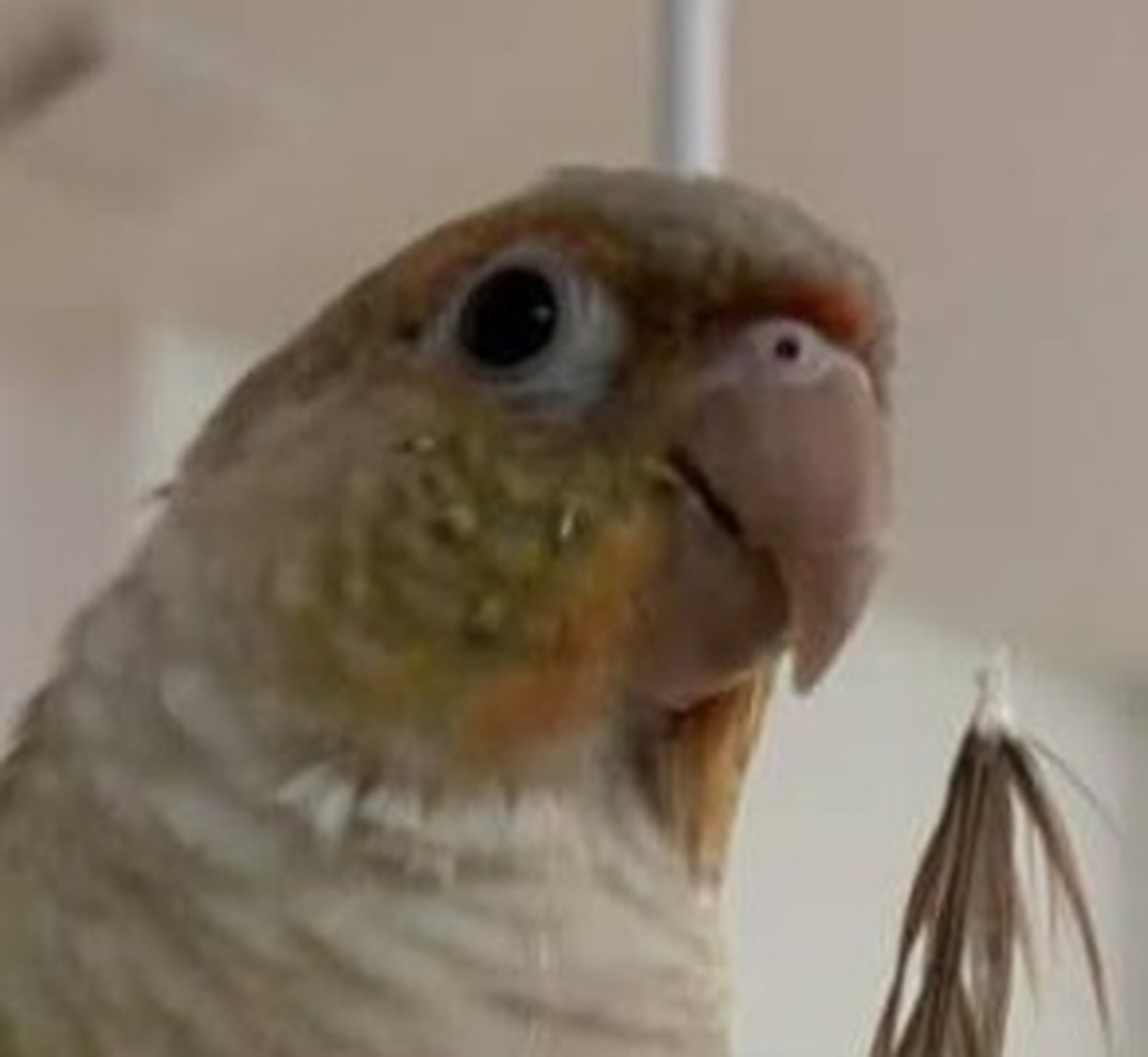 孫宅のインコが怖いおばあちゃん→まさかの“防御コーデ”がお腹痛すぎる「無理wwwww」「吹いてしまいました」（1/3） | ライフスタイル ねとらぼ
