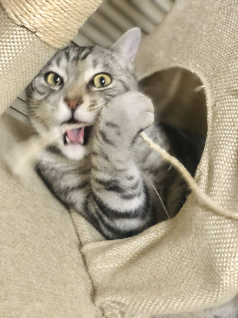 無邪気におもちゃで遊ぶ猫ちゃん