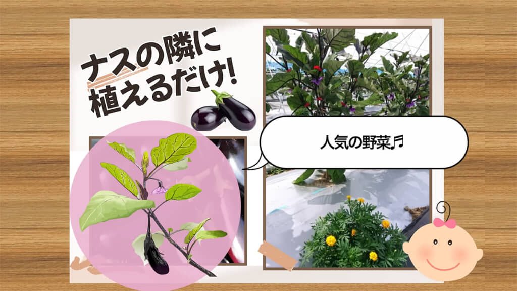 ナスの隣に植えるだけで、害虫や病気を防いでくれる植物とは……?