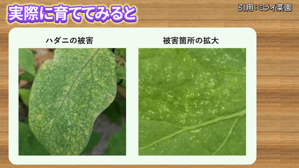 ナスには害虫が付きやすく、病気にもなりやすい一面が