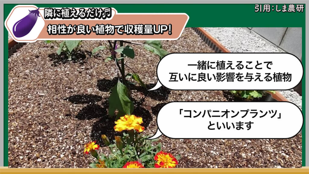 ナスのコンパニオンプランツを紹介していきます