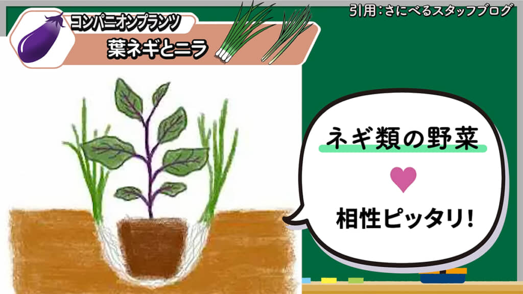 1つ目はネギ類の野菜である「葉ネギとニラ」
