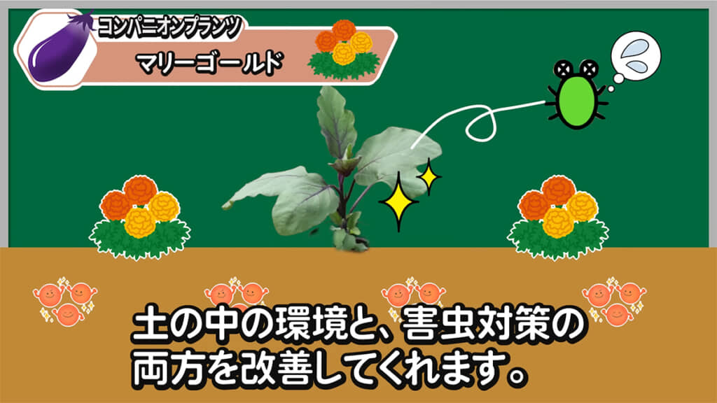 2つ目は「マリーゴールド」