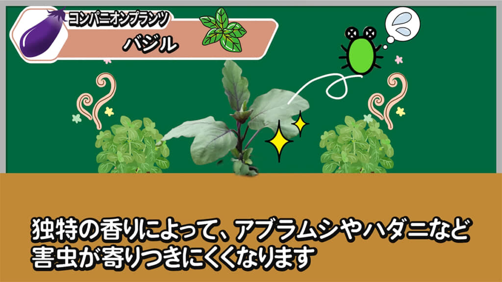 3つ目は「バジル」