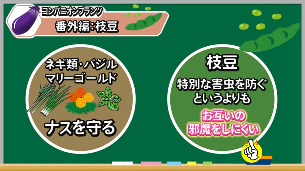 番外編として「枝豆」もご紹介