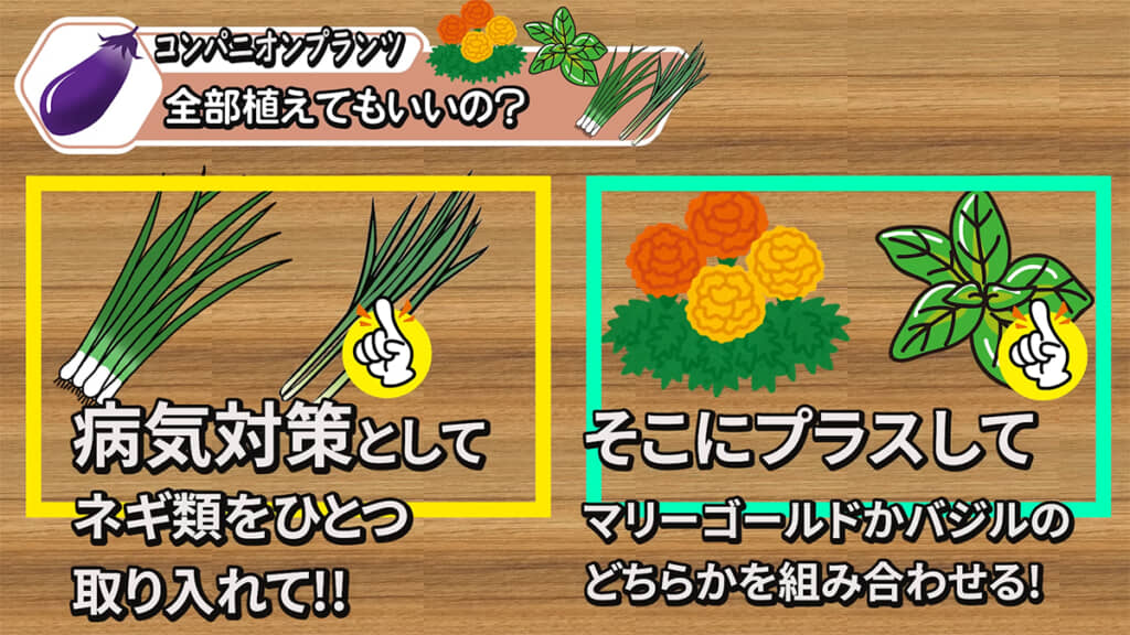 コンパニオンプランツを植える際は、組み合わせを考えるとよさそうです
