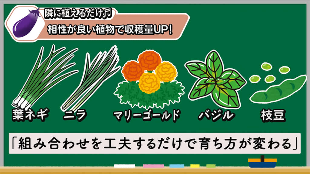 相性がよい植物と一緒に植えて、収穫量アップを目指したいですね