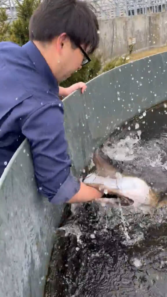 巨大なチョウザメが飼育員さんの腕ごとガブり!