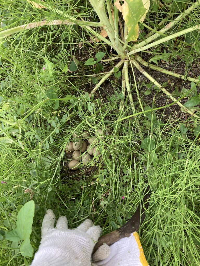 親戚宅で草刈りをしていると……