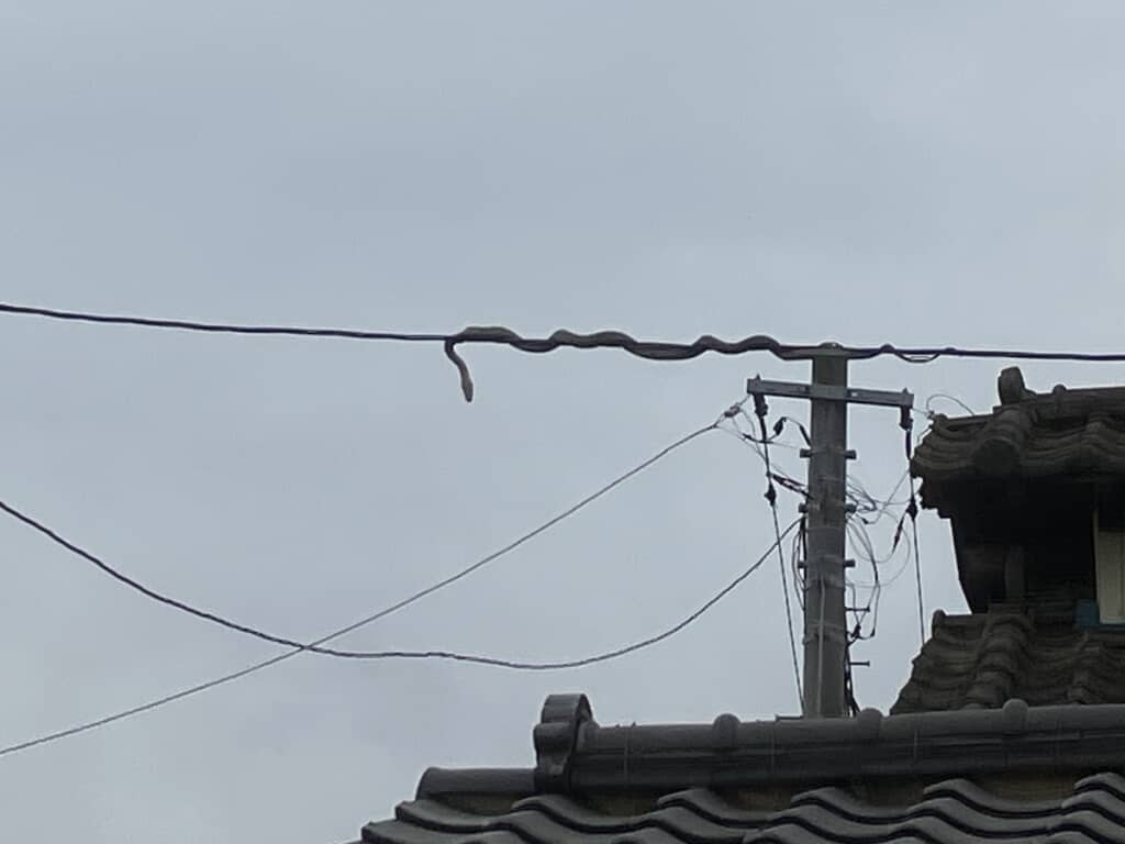 よく見ると……電線の上にヘビがいる!