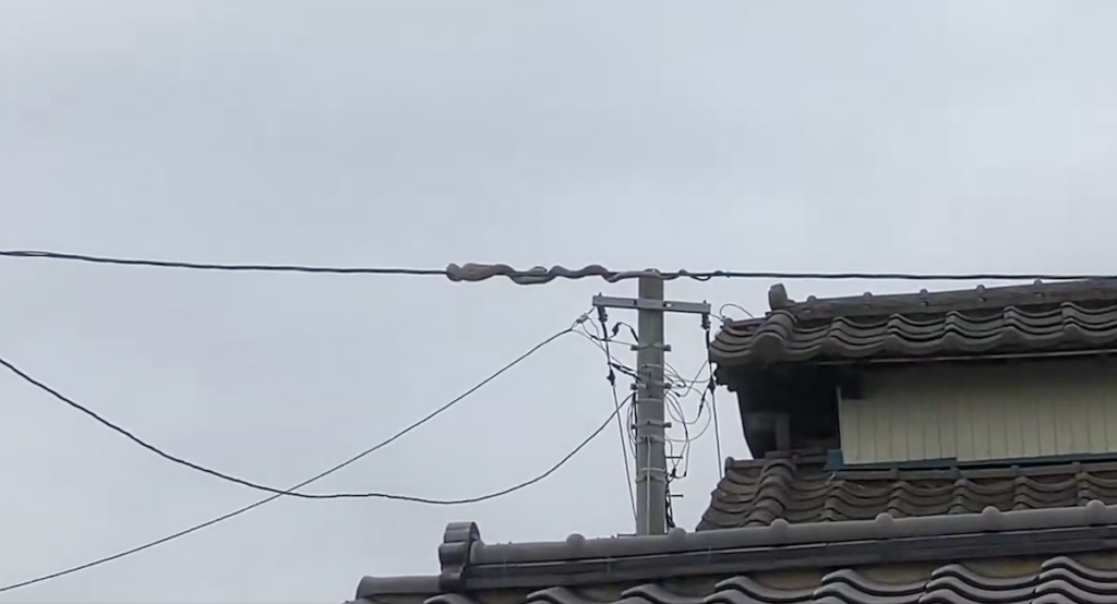 電線の上を器用に移動するヘビ