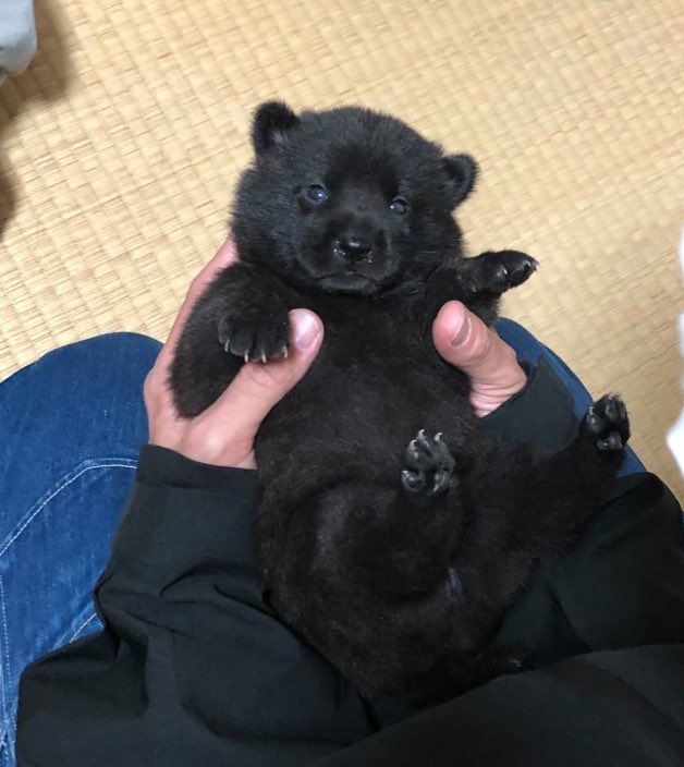 「子グマでしょ?」と言われていた虎麦ちゃん