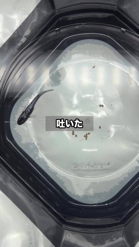 エサを食べてくれない……！