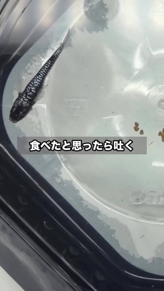 おいしくないのかな……