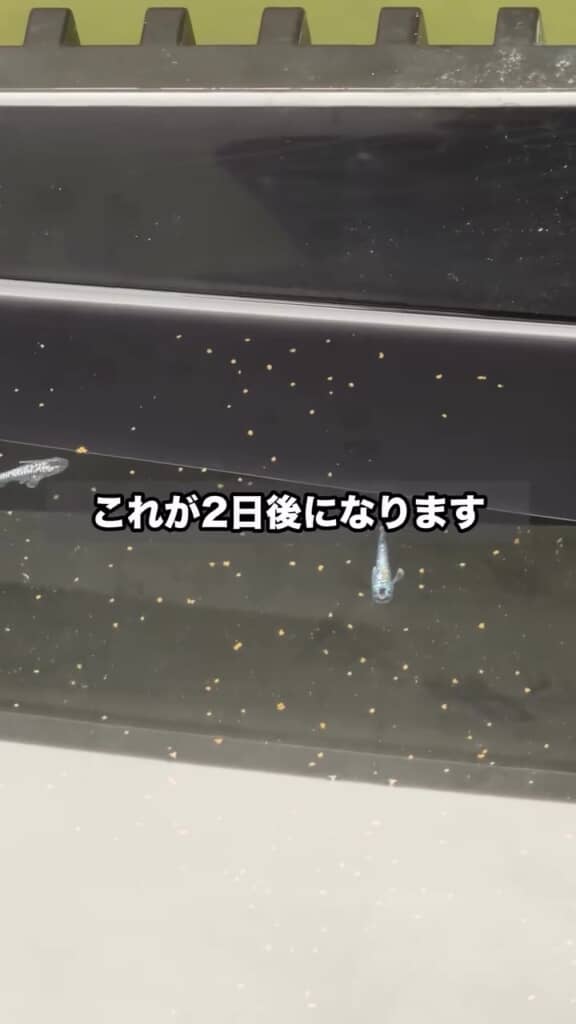 一向に食べようとしないメダカ