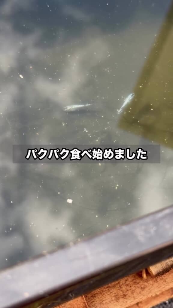 食べた食べた！　メダカが食べた！