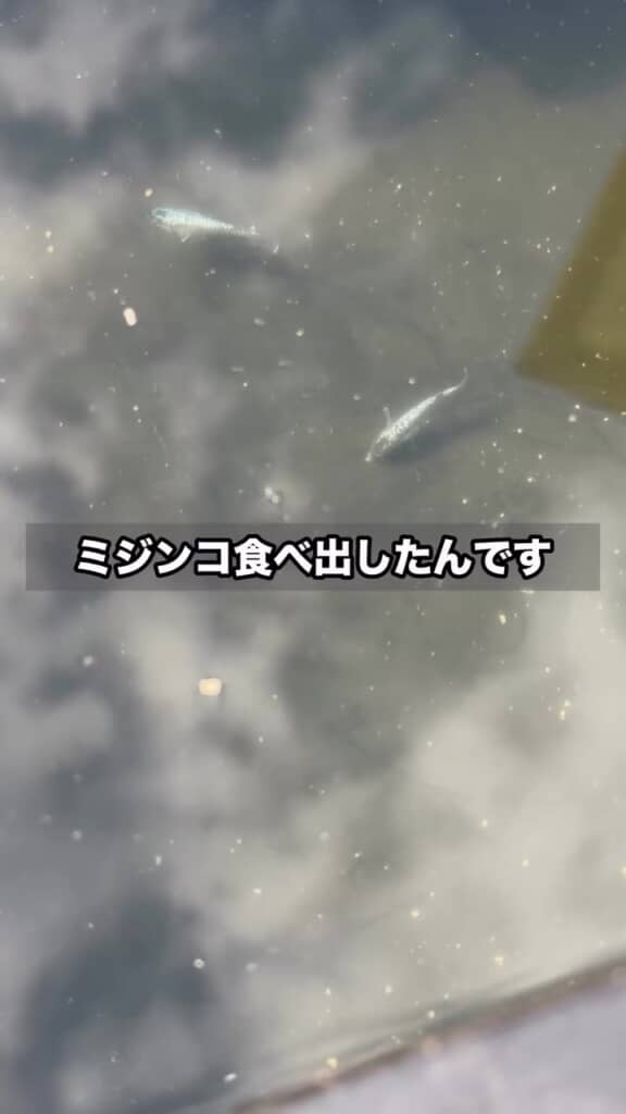 爆食、開始
