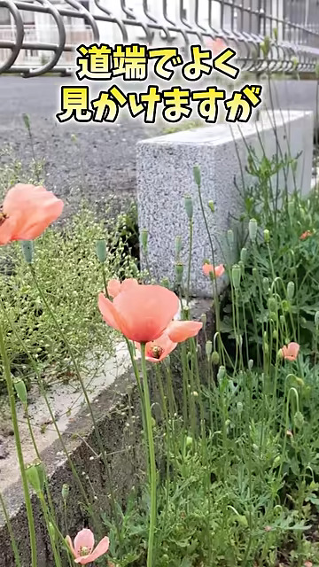 よく見るきれいな花