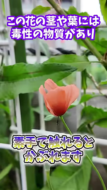 毒があるので要注意！