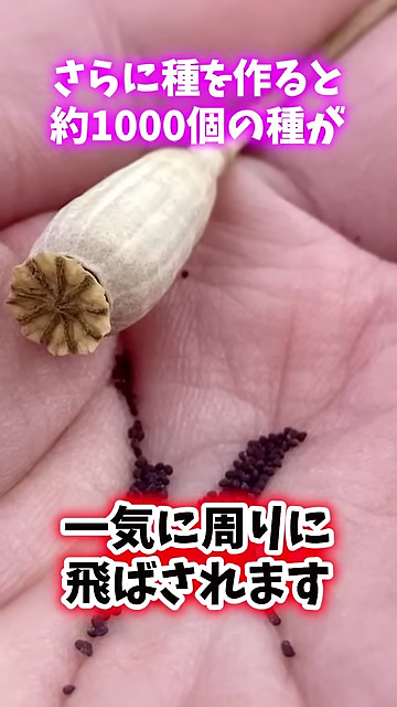 1000個の種で一気に繁殖