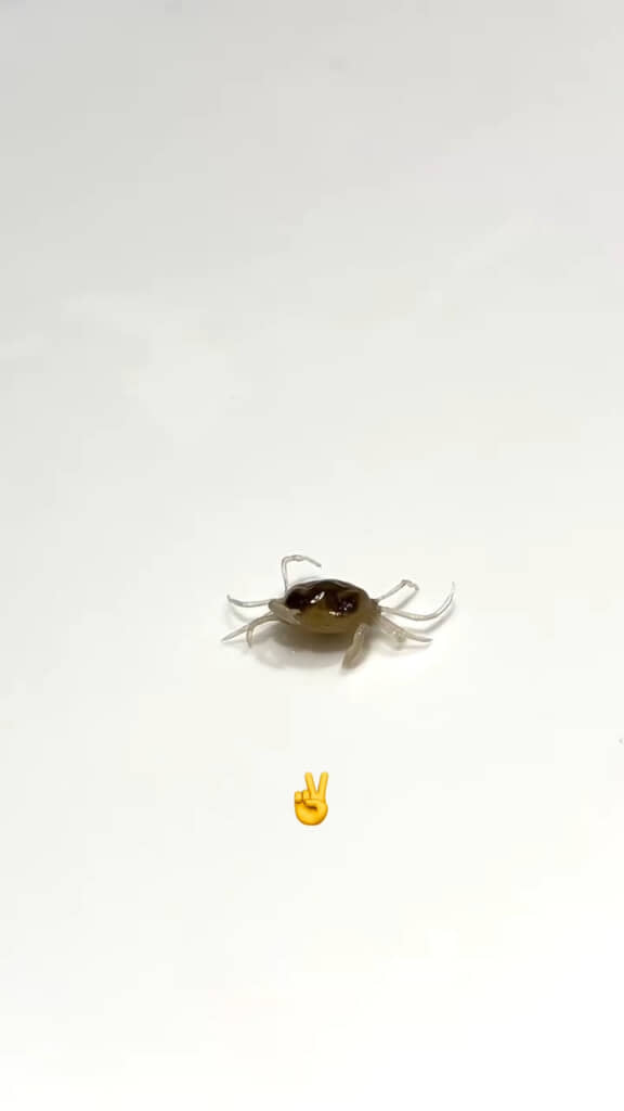 小さくてもハサミの構えは一人前