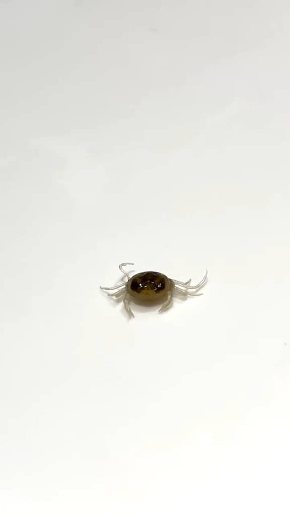 透明感のあるかわいらしいボディ
