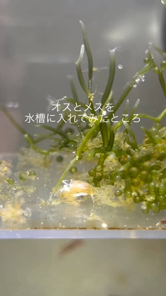 1つの水槽で新生活がスタート