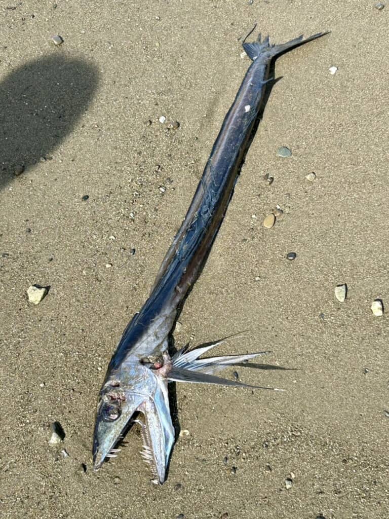 海岸で見つけたミズウオと思われる魚