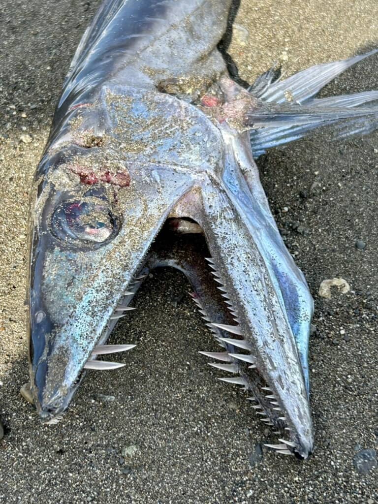 鋭い歯が並んでいるミズウオらしき魚の口