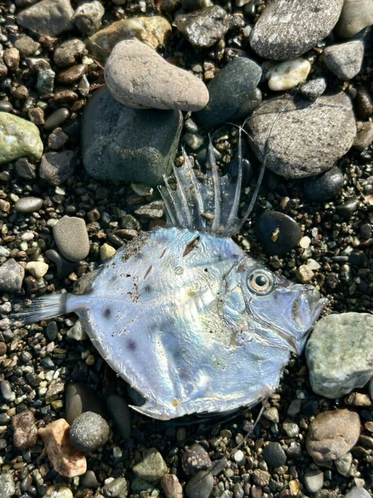 海岸で見つけたカガミダイと思われる魚