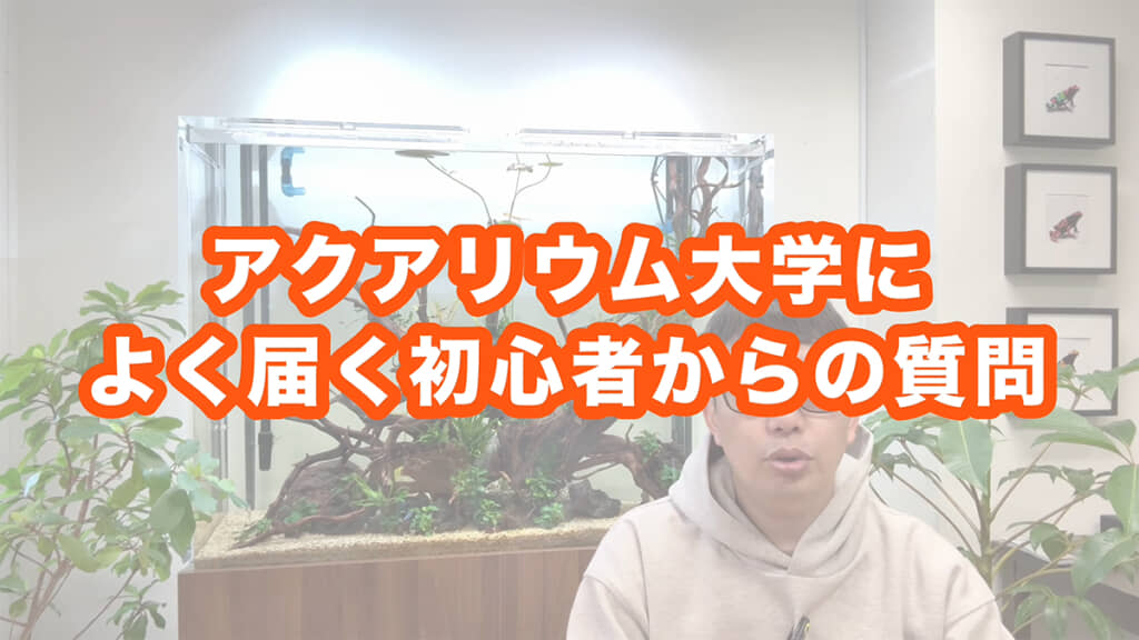 アクアリウム初心者の悩みに回答していきます