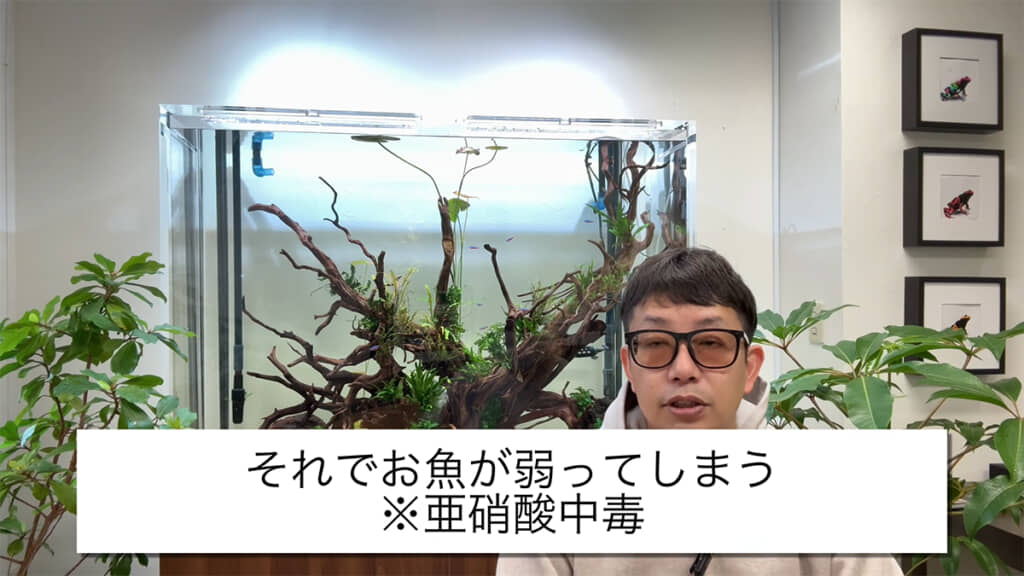 バクテリアがいないと、魚が弱ってしまいます