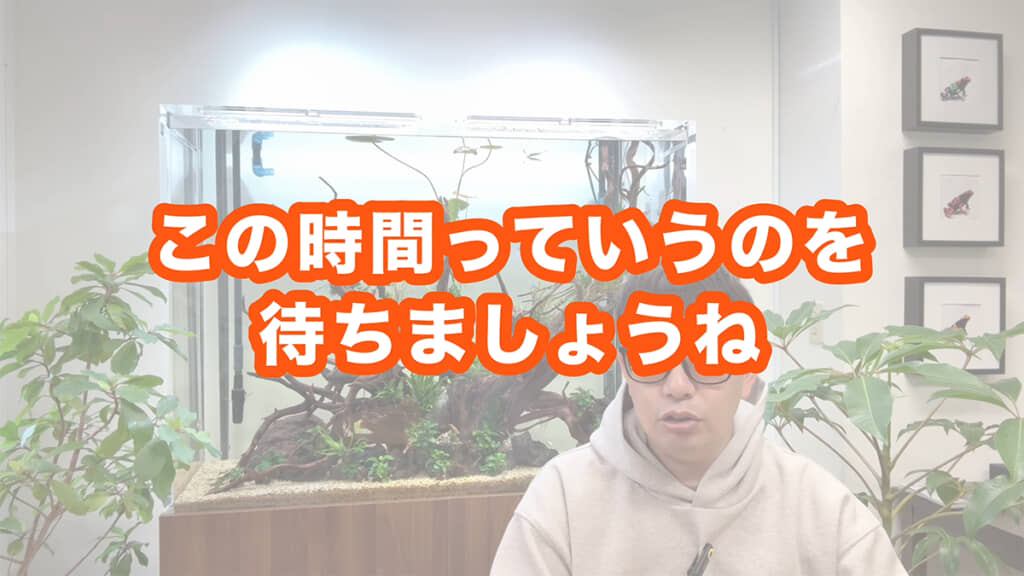 水槽の立ち上げには、時間が必要なのですね