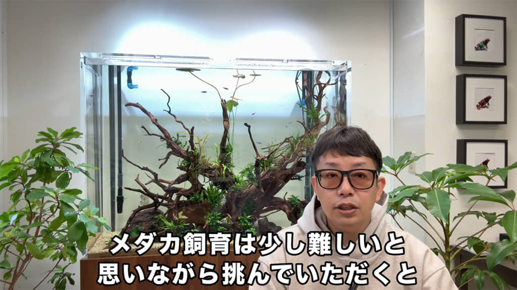 メダカの室内飼育はなかなか難しいのですね
