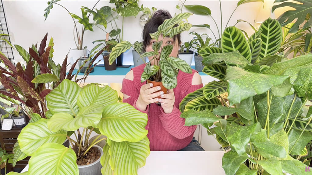 植え替えせず1年たったダイソーのカラテア・フレディ