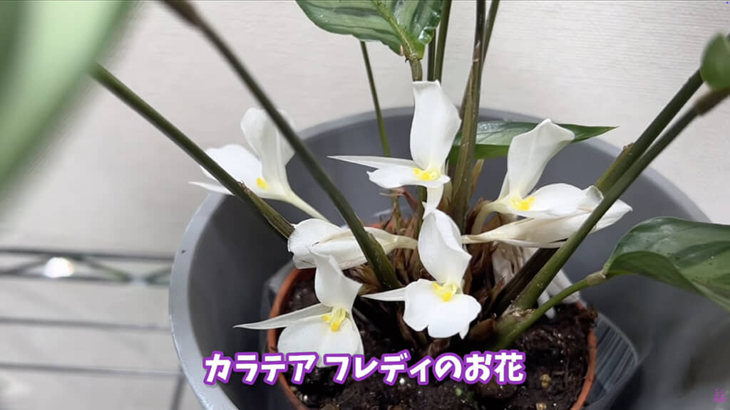 何度も花を咲かせてくれました