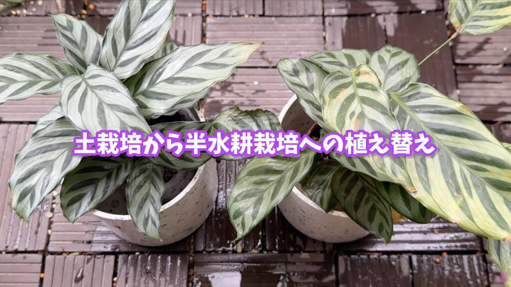 新しい方(左)に比べて植え替えなしの古い方(右)は黄ばんでいます