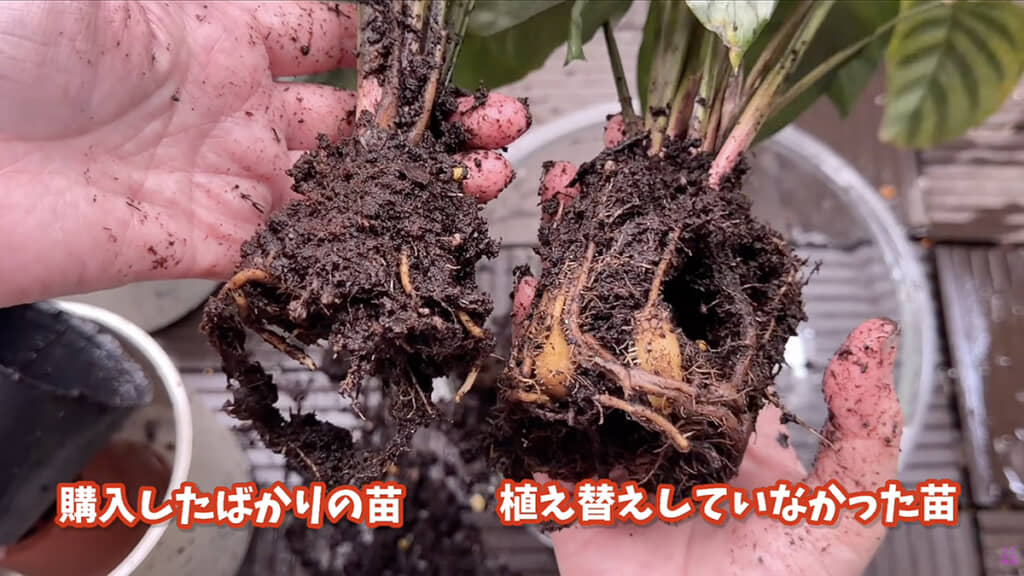 根はしっかり成長していました