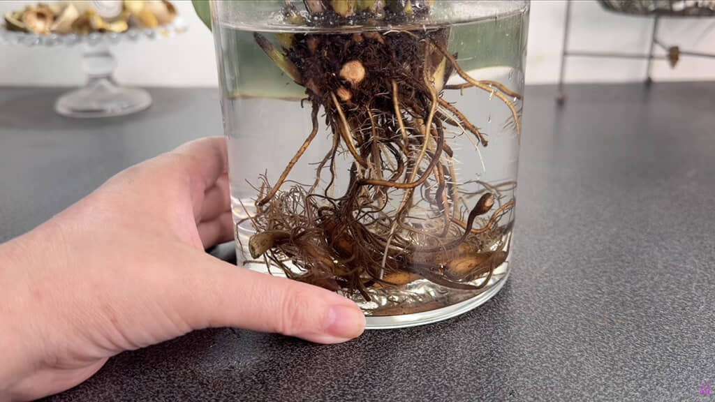 土栽培で伸びた根は、水栽培では腐ってしまいます
