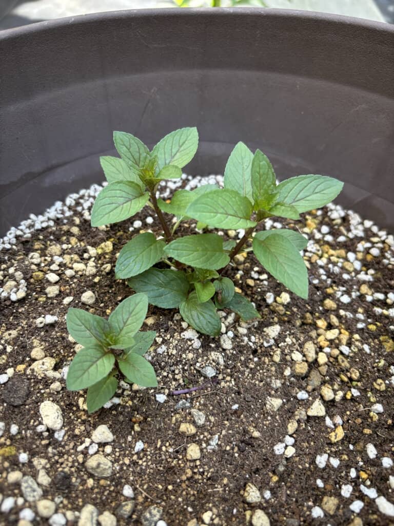 鉢植えで成長しつつあるミント