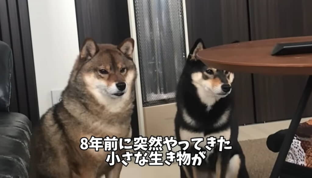 8年前に突然やってきた小さな生き物