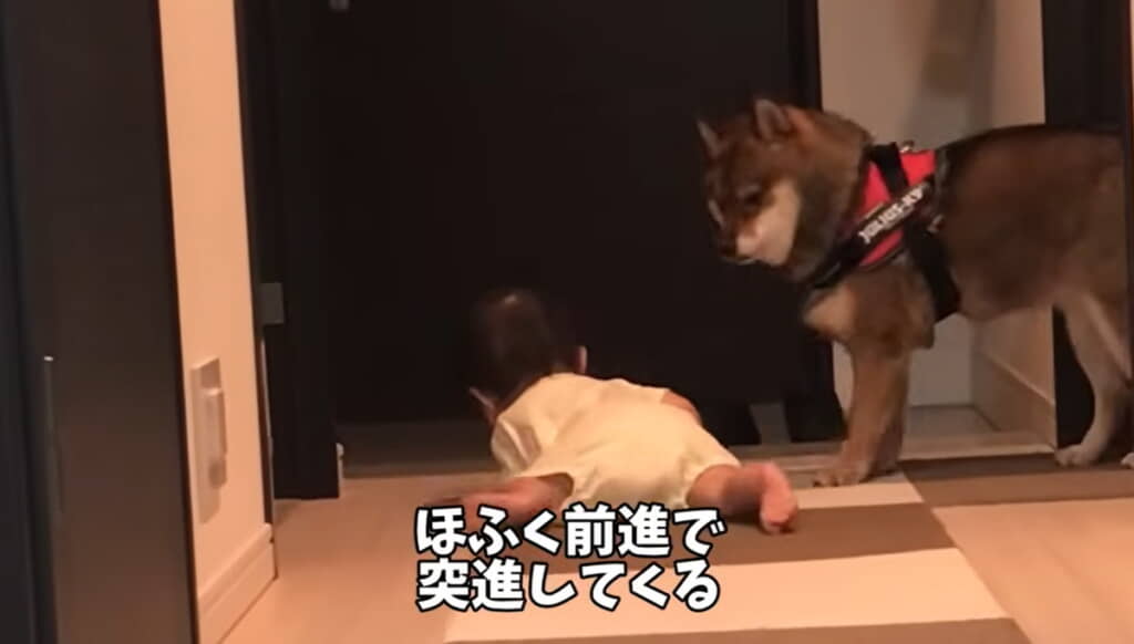 ハイハイで突進してくることも
